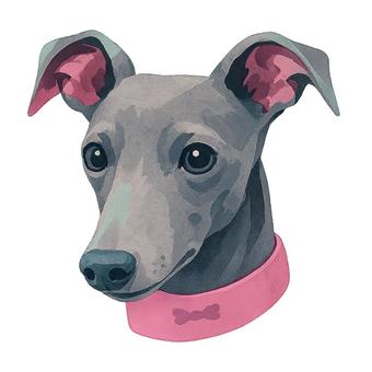 ペット・イタグレのリアル風横顔イラスト