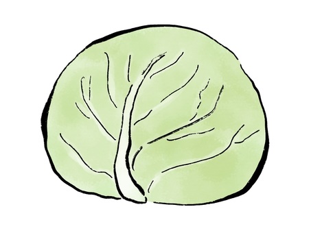 丸ごとキャベツ キャベツ,野菜,食べ物,筆絵,墨,水彩,挿絵,和風のイラスト素材