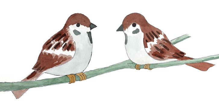 Illustration, kuş, küçük kuş, yırtıcı kuş, 