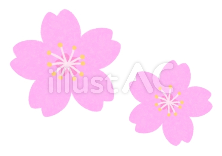 桜 桜,花,花びらのイラスト素材