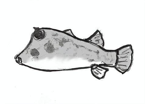 ウミスズメ ウミスズメ,海水魚,食用,魚,海,動物,海類,外洋,釣り魚のイラスト素材