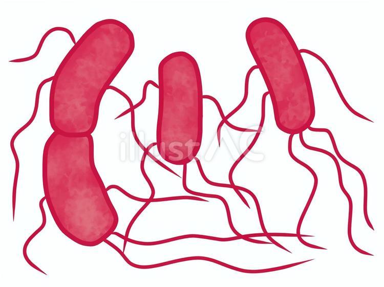 腸管出血性大腸菌 腸管出血性大腸菌,o157,大腸菌のイラスト素材