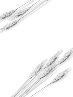 白黒の麦穂　影あり　mugi008 麦穂,白黒,リアル,ナチュラル,お洒落,自然,植物,大人っぽい,枠,背景のイラスト素材