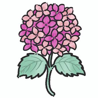 ピンクの紫陽花のイラスト 紫陽花,梅雨,花,葉っぱ,6月,自然,季節,湿気,初夏,シンプルのイラスト素材