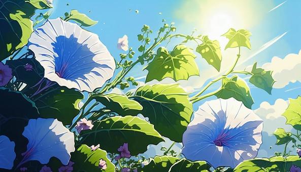 Illustration, morning glory, blue sky, summer, 