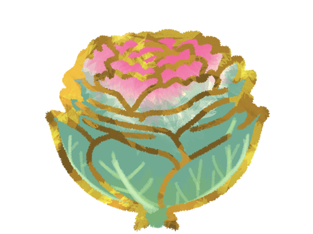 金縁のピンクの葉牡丹(正月・冬の花)