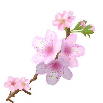 桜の花　手描き 桜,花,枝,蕾,ピンク,きれい,春,手描きのイラスト素材