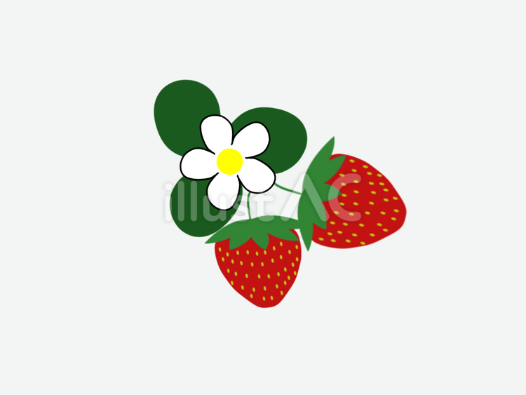 いちご いちご,くだもの,植物のイラスト素材