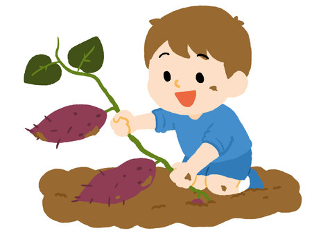 さつまいも掘りをする男の子 さつまいも,芋掘り,芋,収穫,子供,キッズ,男の子,人物,幼児,園児のイラスト素材