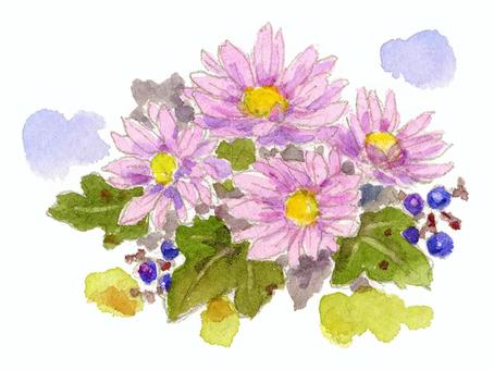 小菊と藪茗荷の実 小菊と藪茗荷の実 菊,小菊,手書き,水彩,挿絵,実,ピンクのイラスト素材