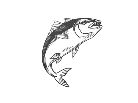 食べ物でも美味しい元気な魚のハマチ ハマチ,出世魚,食用魚,海産物,海,手描き,尾びれ,背びれ,腹びれ,生き物のイラスト素材