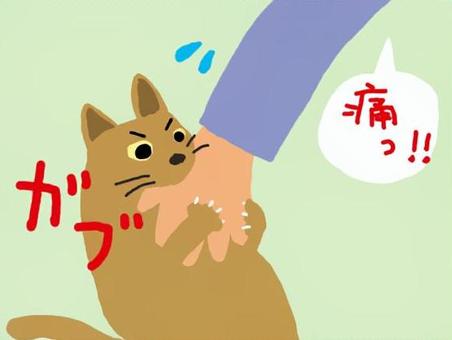 人の手を噛む猫