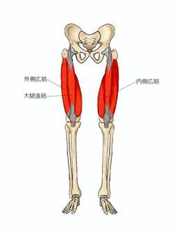大腿四頭筋のイラスト ガイコツ,解剖,骨,腸骨筋,モデル,骨格,解剖学,人体模型,脊柱,頭蓋骨のイラスト素材