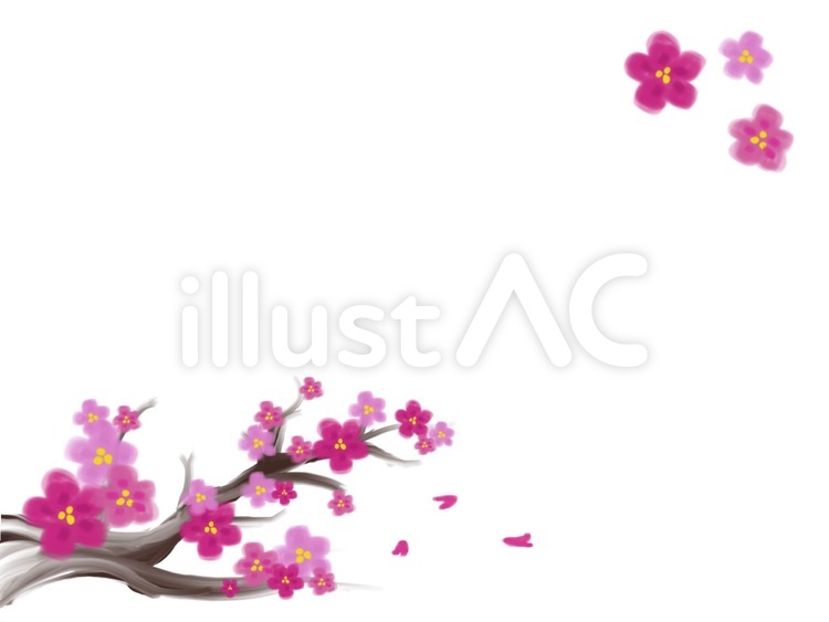 さくら　フレーム　白 さくら,白,桜のイラスト素材