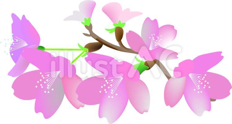 桜 桜,春,早春のイラスト素材