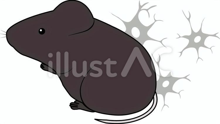 マウス　実験 マウス,実験,神経のイラスト素材
