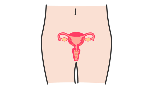 子宮　保健体育 子宮,体,保健体育,女性,腰,肌色,膣,イラストのイラスト素材