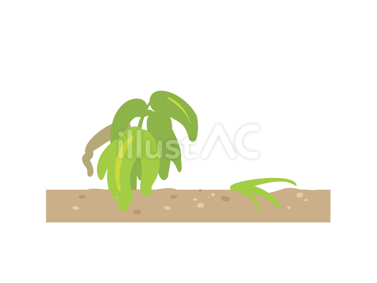 水不足の植物 植物,水不足,萎れるのイラスト素材