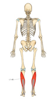 骨格とヒラメ筋 下腿三頭筋,ヒラメ筋,腓腹筋,筋,筋肉,ガイコツ,解剖,骨,モデル,骨格のイラスト素材