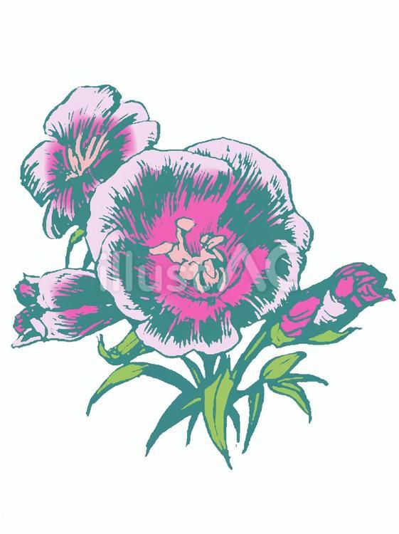 誕生花(６月４日) 花,ゴデチア,誕生花のイラスト素材