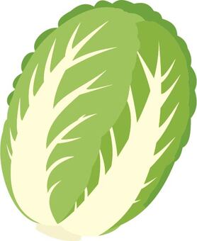 白菜 白菜,はくさい,野菜,葉物野菜,冬野菜,食材,食品,農作物,青果,葉野菜のイラスト素材