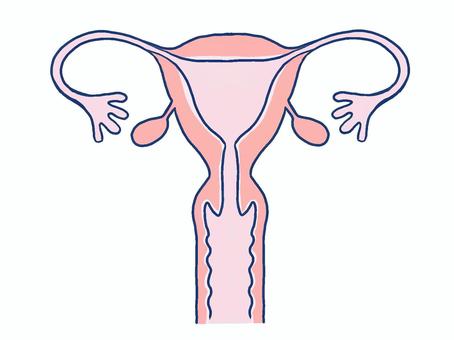 人間の子宮 子宮,医療,婦人科,性教育,膣,卵巣,臓器,内臓,背景透過,手描きのイラスト素材