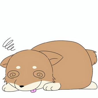 Tired Shiba Inu brown, , JPG and PNG