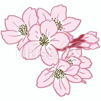 桜の花(ギザギザ線)