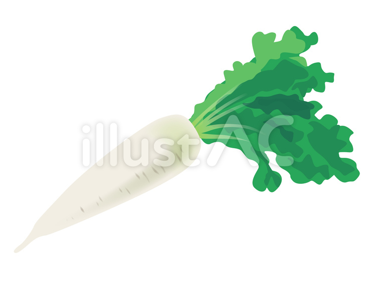 大根 だいこん,ダイコン,野菜のイラスト素材