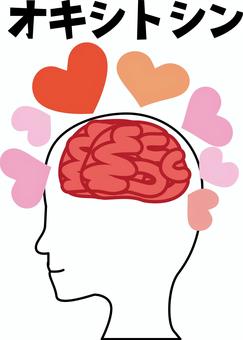 オキシトシン　 脳みそ,幸せ,ホルモン,オキシトシン,大脳,分泌,科学,体,カタカナ,人物のイラスト素材