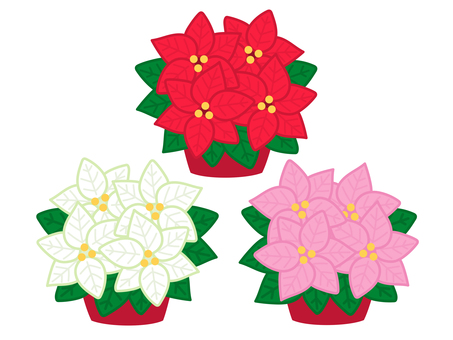 ポインセチア クリスマス,ポインセチア,プリンセチア,花,鉢植え,観葉植物のイラスト素材