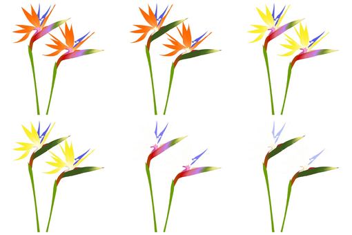 Illustration, strelitia, gokurakutsuka, bird of paradise, 