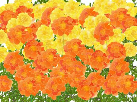 7月18日の誕生花イラスト 無料イラストなら イラストac