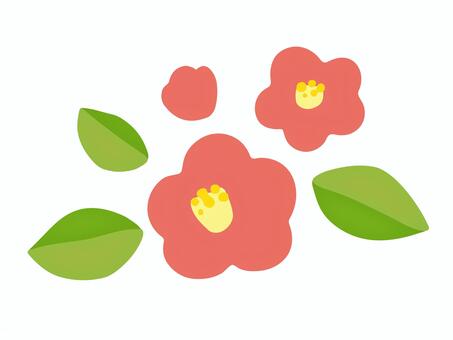 camellia, camellia, winter, flower, JPG, PNG and AI