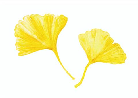 Illustration, ginkgo biloba, autumn, autumn leaves, JPG, PNG and AI