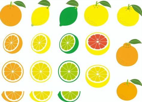 ルビーグレープフルーツイラスト 無料イラストなら イラストac