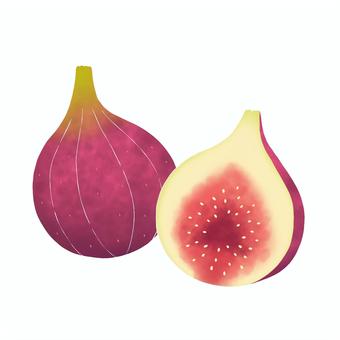 いちじく いちじく,無花果,果物,実,植物,食材,食べ物,果肉,紫,カットのイラスト素材