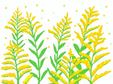 セイタカアワダチソウと花粉 セイタカアワダチソウ,秋,花粉,花,植物,雑草,黄色,花粉症,ガーデニング,園芸のイラスト素材