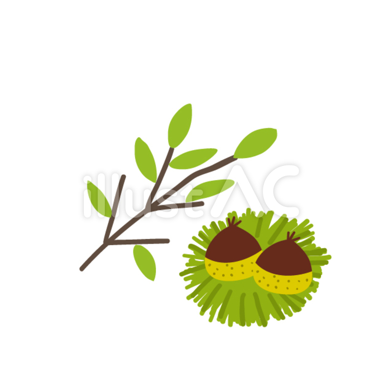 栗 栗,木,秋のイラスト素材