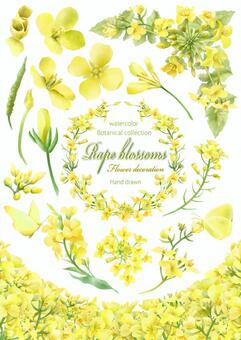 Rape blossom collection, JPG, PNG and AI Rape blossom collection, , JPG, PNG and AI