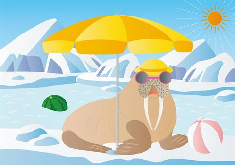 ひんやり涼しい背景-10 ひんやり涼しい背景-10 夏休み,バカンス,夏,海,氷,太陽,紫外線,動物,セイウチ,ビーチボールのイラスト素材