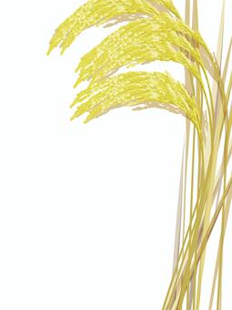 豊作な金色の稲穂　影なし　ine007 稲穂,金色,リアル,収穫,お米,ナチュラル,お洒落,自然,植物,大人っぽいのイラスト素材
