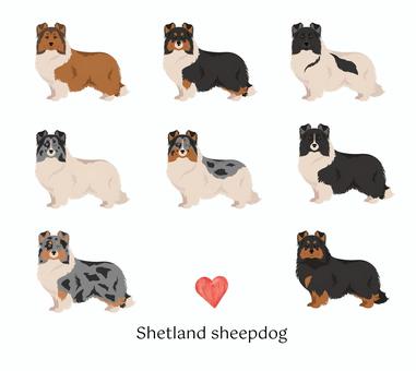 Sheltie, JPG and PNG Sheltie, , JPG and PNG