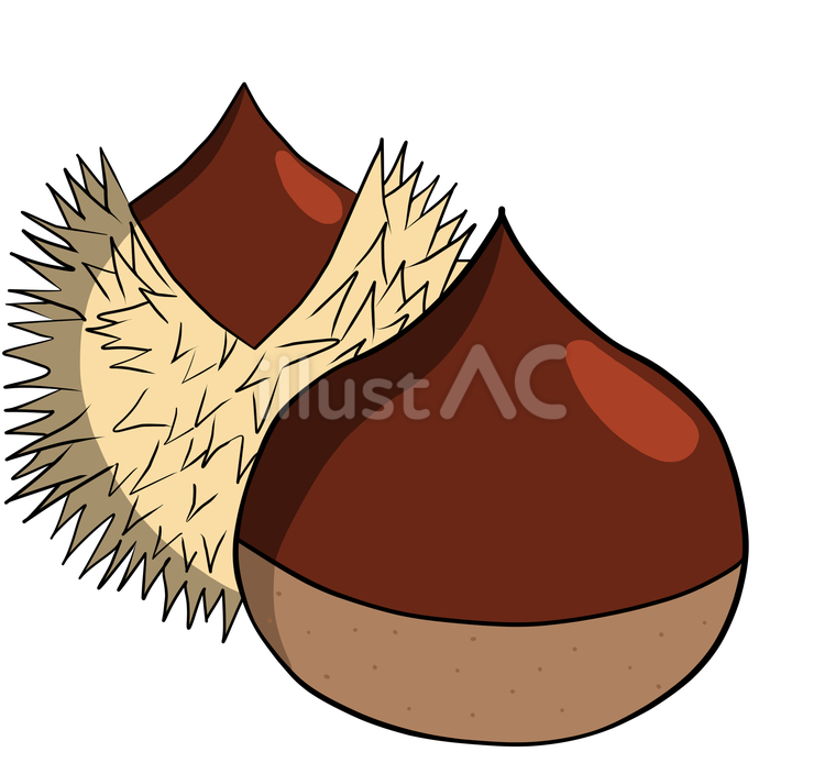 栗 くり,chestnut,栗の実のイラスト素材