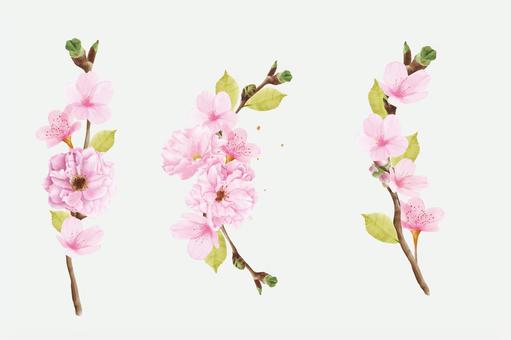 Illustration, cherry blossoms, frame, petal, 