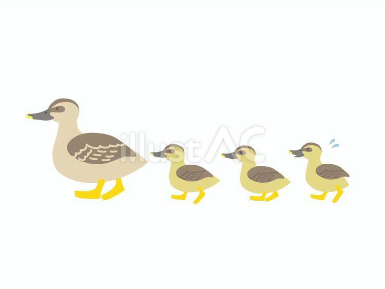 カモの親子のお引越し カモ,親子,水鳥のイラスト素材