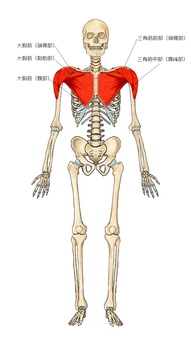 骨格と三角筋・大胸筋 骨格と三角筋・大胸筋 肩,三角筋,大胸筋,筋,筋肉,ガイコツ,解剖,骨,モデル,骨格のイラスト素材