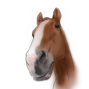 馬の顔 馬,顔,あおり,栗毛,動物,サラブレッドのイラスト素材