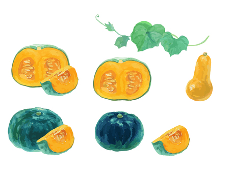 水彩のリアルでシンプルなカボチャセット かぼちゃ,カボチャ,野菜,秋,食べ物,水彩,水彩絵の具,手描き,手書き,白背景のイラスト素材