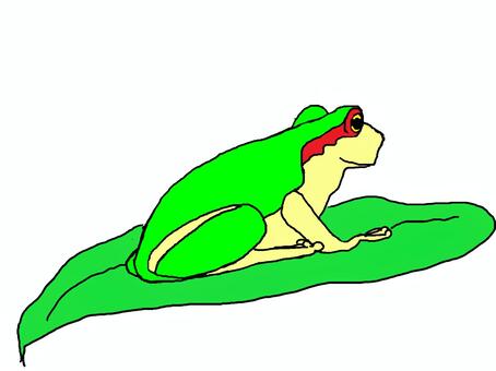 Frog, a frog, frog, summer, JPG and PNG